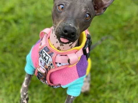 Next we have Anna from Laois who is an American Hairless Terrier. "Who needs hair when you’ve got flawless skin. I’m 9 months old. I’m full of energy and I love to talk, everywhere I go, I yap, yap, yap, yap because I’m so happy to see everyone. I wear clothes a lot of the time because it gets cold and I wear factor 50 sun cream because I can get burned easily."