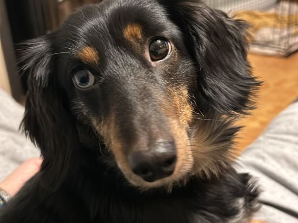 Here is Sonny from Leitrim who is a very happy dog who loves cuddles and walks. "He loves to meet new people out and about. Sonny is a very happy dog who has brought great joy to our home. It is a great way to meet new people and be introduced to different pets all around Ireland".