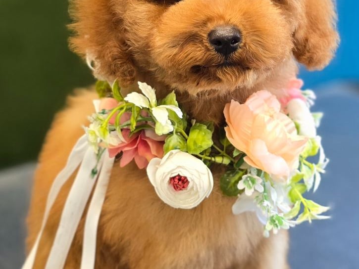 This is Cici from Limerick who is a three-month-old miniature poodle with a love for life and a nose for adventure. "Though I might be small, I’ve got a personality as big as the hills of Ireland! Every day in my cozy home, I’m on the hunt for new scents, new friends, and new treasures. Whether it’s sniffing out my favorite toy hiding under the couch or discovering the sweet aroma of flowers in the garden, my nose is always on the job."
