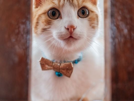 Tigger from Londonderry with an amazing back story. Tigger is a "one year old rescue kitty who very much takes after his namesake. Tigger has had a traumatic first year but has bounced back so well. That picture was taken on our wedding day and two days later he went missing. "Miraculously, six weeks later he was handed into a vet clinic 15 miles away but his two back legs were broken and he was a shell of his former self. The amazing vets and surgeons were able to save both legs and after months of recovery he was back to his energetic wee self."