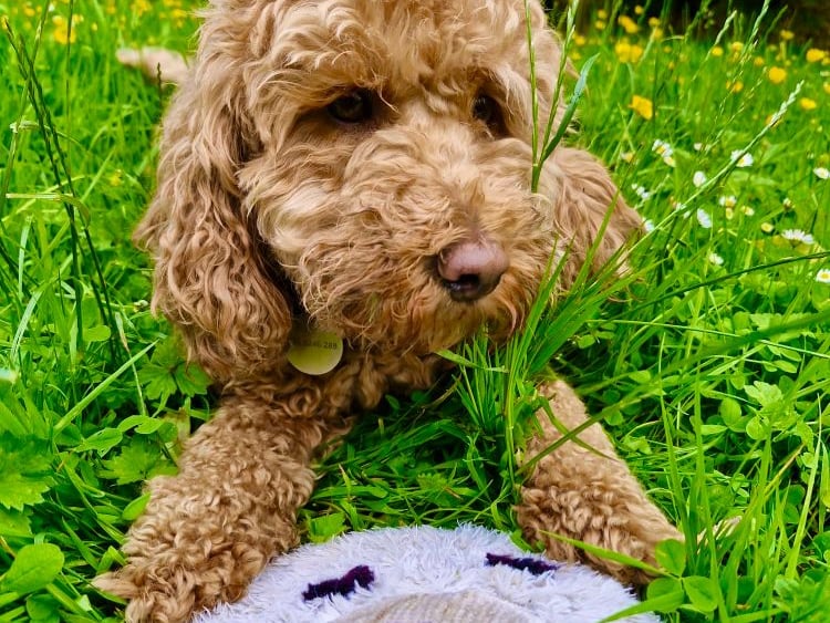 This is cutie is Nora from Longford who's family didn't know what they were missing until she came home. "Her sense of fun, her love of toys, her love hate relationship with the cats and her utter devotion to all of us. She loves us unconditionally and that is reciprocated by us. She has made our lives better."