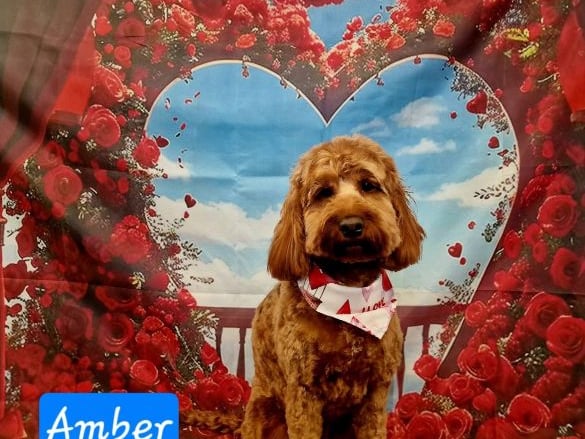 This is Amber from Louth who has a deaf owner. If the alarm goes off, Amber helps alert her own in cases of emergency. She also loves to do park runs.