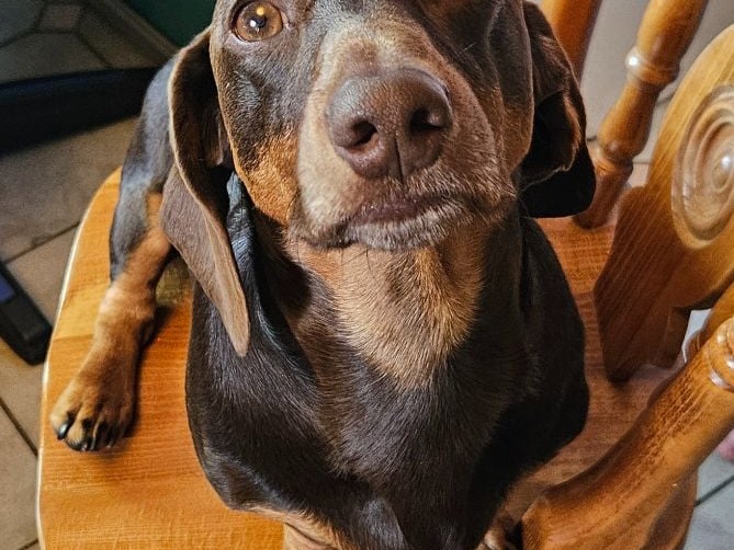 Meet Dash from Meath, the spirited little dachshund with a nose for adventure and a heart full of love. "He’s more than a pet, he’s our shadow, our comfort, and our joy. Dash reminds us daily that animals don’t just share our homes, they shape our hearts and our lives and we would be lost without our little Dash."