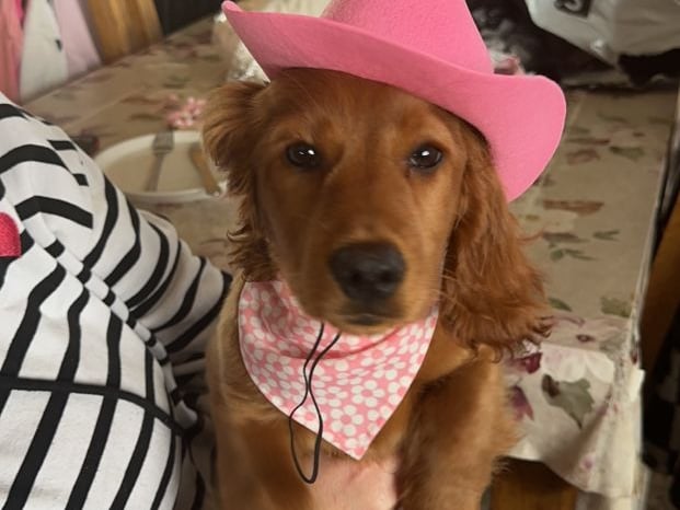 This is CoCo from Monaghan a fun loving little seven month old puppy wo is full of beans. "She is a great little companion, a quick learner, she loves children and playing with other dogs. She is also spoilt but how could u not spoil her she’s just the cutest she also knows how to wave, she loves to wave while meeting new people".