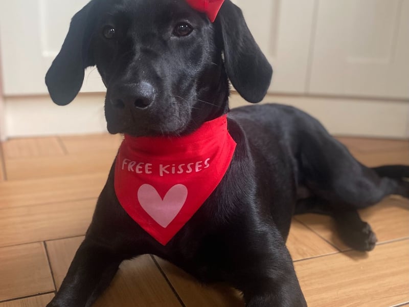 Next up is Bailey from Offaly, a seven month old heart-stealer in fur. "Her free kisses bandana isn’t just a fashion statement – it’s a promise! Bailey may be shy but once she warms to you, she manages to sneak into your heart and tends to stay there fur-ever!".
