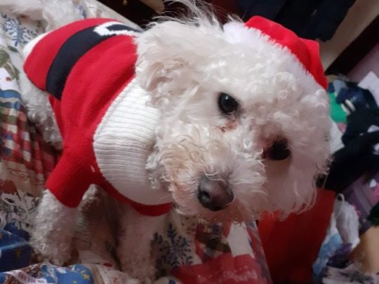 Another Bailey is next from Roscommon, a Bichon who is always the life and soul of the party. "Even on our toughest days, Bailey always brings a smile to our face. He is the most friendly and lovable dog."