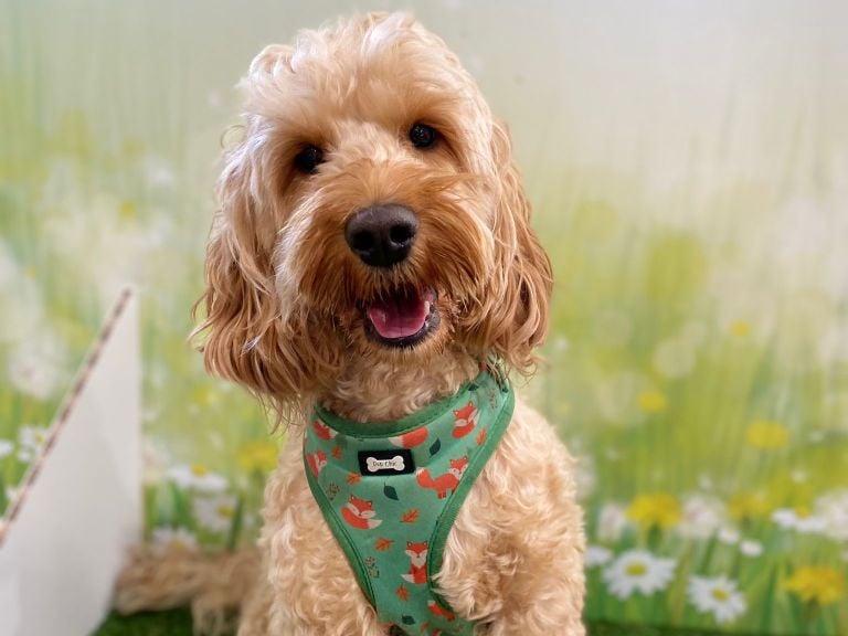 Meet Milo, a three-year-old Cockapoo from Sligo "who isn’t just a pet he’s a furry miracle wrapped in love and a little mischief." "He lives with us in the scenic beauty of Sligo, but his tail practically wags off whenever he hears the word Galway because that’s where Grandma Bob and Grandad live, and visits to them are filled with cuddles, treats, and endless love. What makes Milo truly extraordinary is something you can’t teach his innate emotional intuition. In any crowd, busy street, or overwhelming moment, he instinctively knows how to bring calm to the storm. With just a nuzzle or a gentle look, he grounds me in ways I never imagined possible."