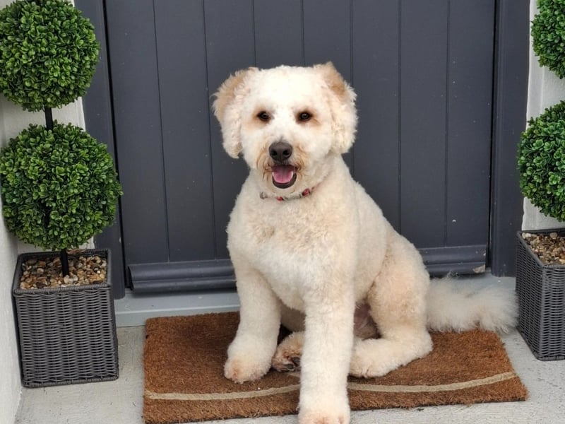Cooper (Mr.Coops) from Tipperary is a two year old bernedoodle who went to his forever home during Christma of 2024. "Mr. Coops stole our hearts the minute we seen him so he was coming home with us."