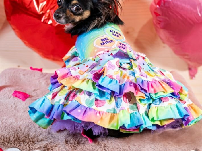 This is Enid from Tyrone who is a three year old chihuahua and queen bee of the Glam Chi Crew. "Full of sass and joy she loves absolutely everyone and can easily be described as a living, breathing ray of sunshine. Enid goes to charity events and fundraisers all over Ireland where she flies the flag for rescue dogs and helps raise awareness for animal rescues. She loves posing in her cute outfits and getting hugs from people, especially kids."