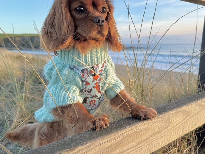 Meet Luna from Waterford a six year old cavalier king Charles Spaniel who was rescued eight months ago. "Until then she’d been used to produce puppies and hadn’t known a normal dog life. She didn’t even have a name she recognised. We decided to call her Luna on the drive home from the rescue place as there was a huge harvest moon lighting our way. She joined our family which already included 3 other cavaliers and their job was to teach her how live in a home and be a normal dog."