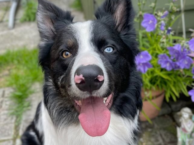 Meet our next finalist from Westmeath Apollo, the beautiful Collie Shepherd mix. "Apollo has helped me through some of my toughest times especially with my anxiety and mental health. His calm presence, intuition, and endless love have been a source of strength and comfort when I needed it most. He’s smart, loyal, and always knows how to make me smile, whether it’s with doing zoomies around the house thinking he’s a sports car or just quietly sitting beside me. Apollo is more than a pet, he’s my best friend, my heart, and my family".