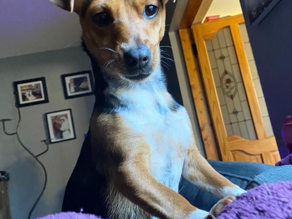 Bella from Wexford is a miniature Jack Russell with a huge and loving personality. "Her unique sassy personality makes her the favourite with all her human cousins! She loves to play, and will always sit and give both paws for treats. She has the kindest heart and loves to snuggle under blankets".