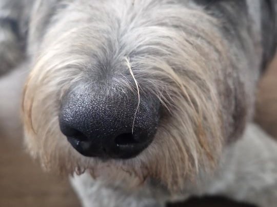 This is Derek Wheatley, a wolfhound cross from Wicklow. "He came from dogs trust and has been a member of our family for 1 year. Now we can’t imagine life without him. Derek is the bestest boy. And I always say he has the best nose in the business!".