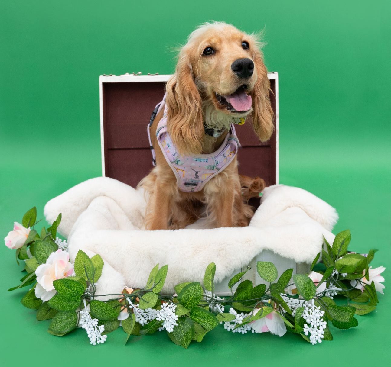 The search for Ireland’s most beloved pet has reached a major milestone – the final 32 pets have now been chosen for the 2025 Nose of Tralee competition! From over 1,550 entries, one pet from each of the 32 counties has been selected to represent their county in this heart-warming national contest. Now in its 12th year - dogs, cats and a goat have captured the hearts of the public with their stories, charm, and cuteness. READ NEXT: 'Her light still shines': Ashling Murphy honoured on what would have been her 27th birthday The 2025 Nose of Tralee winner will be crowned on the 19th August, following a nationwide vote to determine who will take home the title. The winner will receive a hotel stay, a photo shoot, pet sitting vouchers & a range of gifts from small Irish Pet Brands. The first finalist is is a cocker-spaniel named Daisy from County Antrim- isn't she just adorable?