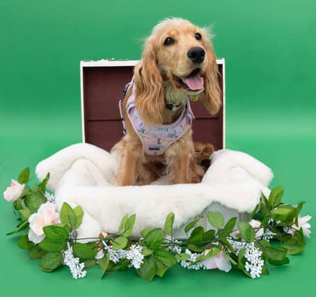 The search for Ireland’s most beloved pet has reached a major milestone – the final 32 pets have now been chosen for the 2025 Nose of Tralee competition! From over 1,550 entries, one pet from each of the 32 counties has been selected to represent their county in this heart-warming national contest. Now in its 12th year - dogs, cats and a goat have captured the hearts of the public with their stories, charm, and cuteness. READ NEXT: 'Her light still shines': Ashling Murphy honoured on what would have been her 27th birthday The 2025 Nose of Tralee winner will be crowned on the 19th August, following a nationwide vote to determine who will take home the title. The winner will receive a hotel stay, a photo shoot, pet sitting vouchers & a range of gifts from small Irish Pet Brands. The first finalist is is a cocker-spaniel named Daisy from County Antrim- isn't she just adorable?