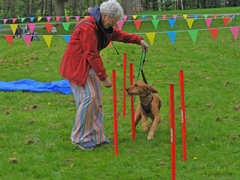 Jules Love of Bramley tries out the agility course with Rufas a Hungarian Visla.
