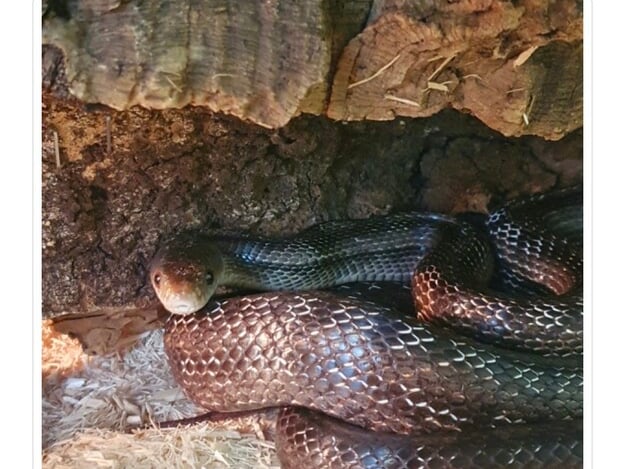 Next up is Miss Hiss, an Eastern Ratsnake who was found living in very bad conditions. She was found in a tiny enclosure with no heat or water, so the DSPCA is looking for someone who can provide her with a suitable home that she deserves.
