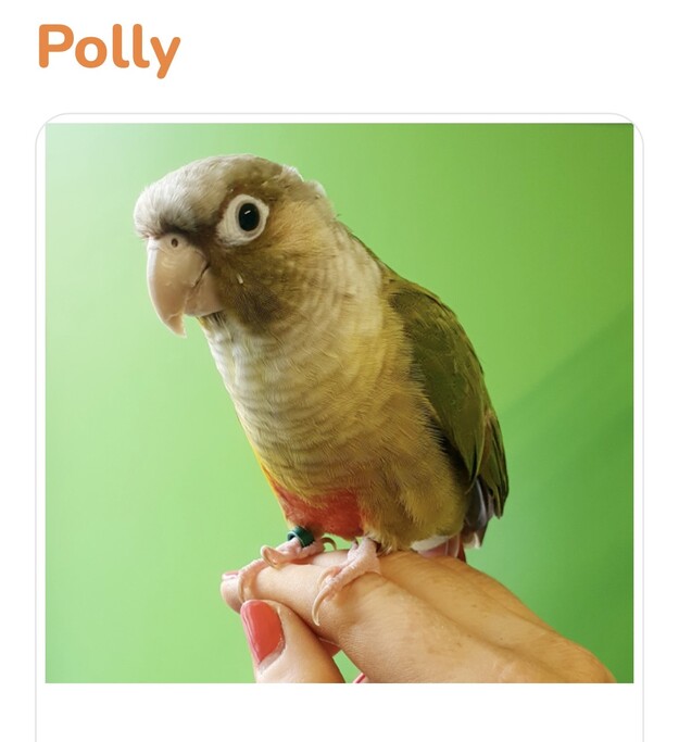 This Pineapple Concure is a four and a half year old bird named Polly who is completely tame and loves attention! She is now available to adopt at DSPCA, and will live approximately 25 years.