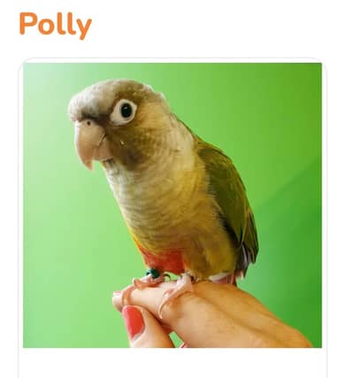 This Pineapple Concure is a four and a half year old bird named Polly who is completely tame and loves attention! She is now available to adopt at DSPCA, and will live approximately 25 years.