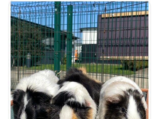 These three female guinea pigs are Chicken, Pig and Pony and arrived to the animal shelter recently after being found in "appalling conditions." DSPCA said that they were thankful found with no serious injuries and are in good health, so are now looking for their forever homes.