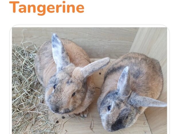 These two bunnies are called Clementine and Tangerine and they are sisters! They were found living in unstable conditions and since moving to the shelter have fully bonded so they won't want to be separated. They were found Wirth extremely overgrown nails and dirty coats. The animal shelter hopes someone can afford them a loving home.