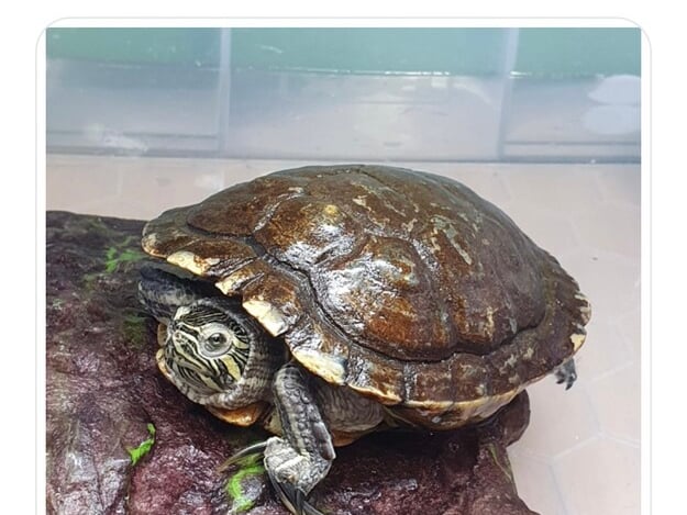 This yellow bellied slider is young male called Manuel who was also found in unstable conditions. When he was found he was very cold and his shell was covered in a thick layer of dirt. He is "such a sweet gentle boy" and will eat anything and everything given to him.