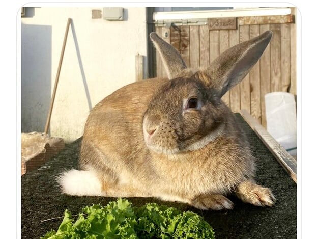 This furry guy is a 7 month old bunny called Popcorn, who was sadly surrendered after his owner could no longer take care of him. He loves to hop and play and was very good with the children in his previous home.