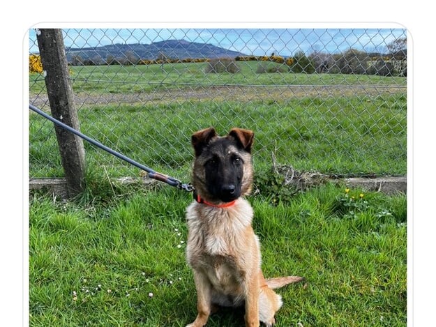 Sienna is a 7 month old Belgian Malinois Cross who was found as a stray and is described as a "social butterfly." She is lively and energetic and also extremely affectionate.