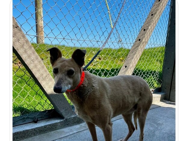 This 7 year old lurcher called Paloma is a Whippet Cross and is a gentle little lady. She was found as a stray so is quiet shy and reserved with new people. She walks very well on the lead and has so much love to share with a family to live out the rest of her life.