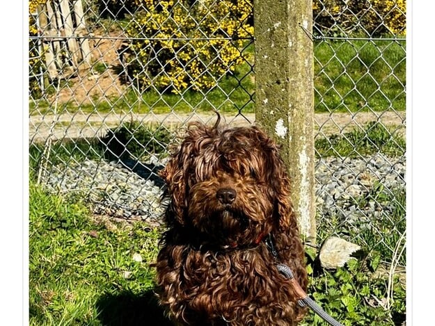 Here we have Nina a 7 year old Cockapoo in need of some TLC. She was found as a stray with her coat matted and was very nervous. Nina is a sweet and gentle girl who loves long walks.