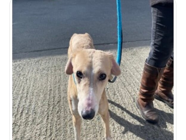 This is Hero a four year old lurcher, who is looking for his very own hero to rescue him from the shelter! He is incredibly gentle and loving with a lively and playful side.