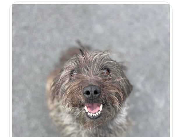Laks is a four year old male Terrier, who has a silly and fun personality. He loves attention and affection, and would be perfect for someone working from home.