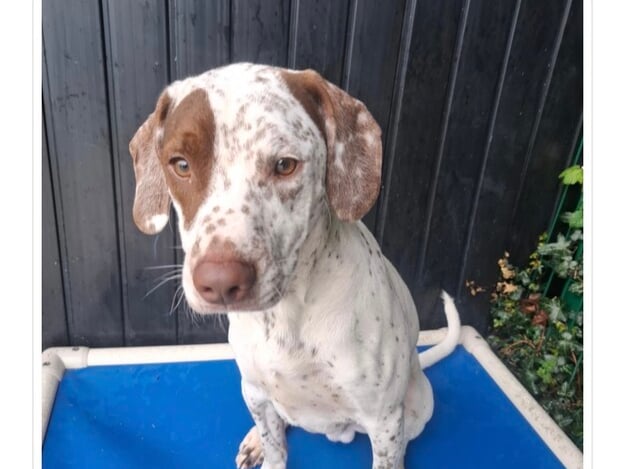 Ricky is a one year old Pointer who loves human attention and playing games.