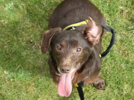 There are countless dogs and puppies around the country waiting patiently for their forever home. Dogs Trust is one of the leading dog charities in Ireland, that rescues dogs from pounds or from off the streets, and rehabilitates them with training, healthcare and a lot of love. First up for you to meet is Horace, a male Terrier Jack Russel Cross, who is a "sweet and cuddly little man." He loves his toys and is very eager to go on walks.