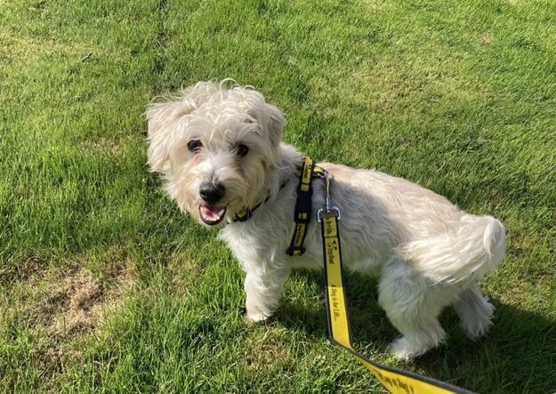 This furry little guy is Ward, a Bichon Frise Cross, who is "bright and busy and hopes you enjoy walks as much as he does." Ward would be ok living with other dogs and kids over 14 years old.
