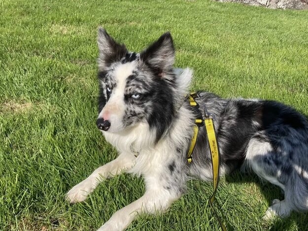Next up is cute blue eyed Woollie who is a male Collie Cross. Woollie is searching for a quiet home where he would prefer to be the only pet.