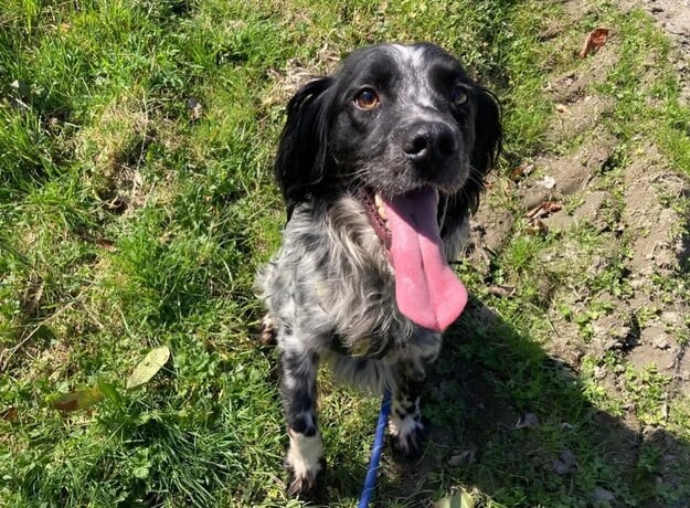 Here we have Rhodes who is a male Spaniel English Springer Cross. Rhodes is "a very sweet boy that loves adventure and activity" and "he wants everyone to be his friend and will give you lots of affection."