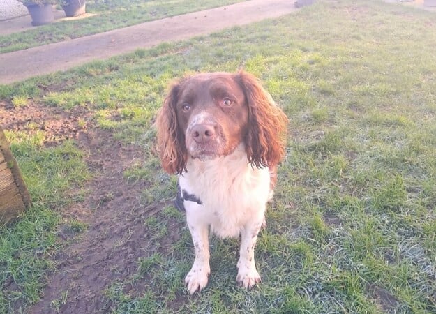 This is Bugsy, another male Spaniel English Springer Cross, who is "a super friendly and affectionate young fella." "He seems to enjoy meeting other dogs on walks but may be better as the only dog at home," Dog's Trust advise. Bugsy will make a fantastic addition to an active, fun loving family.
