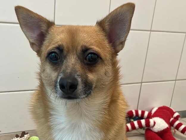 This is Suziki, a male Terrier Jack Russell Cross, who is a "sweet, sensitive boy with a gentle spirit and a heart full of love." He loves cuddles and affection and enjoys spending time with other dogs as well. With time, trust and a calm environment Suziki will reward you with loyalty, affection and a quiet, unbreakable bond.