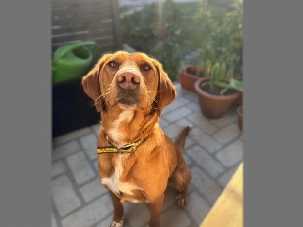 This beautiful girl is Alessia, a Retriever Labrador Cross, who is "a super sweet, fun loving girl." She loves playing with her toys, a quiet walking route and would love an enclosed garden to run around in. Alessia does not like other dogs so would prefer to be the only pet in the home.