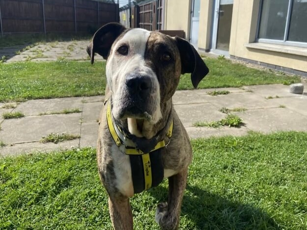 Next up is this gorgeous girl called Tegan, who is a Crossbreed. Tegan is a gentle giant who has a sweet and gentle temperament. She is as timid as a mouse despite her size who can take some time to open up to new people.' She could play fetch for hours and "acts like a giddy puppy during playtime."