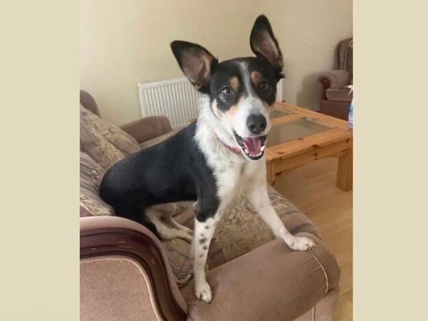 Lastly we have Bella, a female Collie Border, who is a sweet young lady who can be shy at the start. Bella would suit active adopters who have a garden for her to run around in.