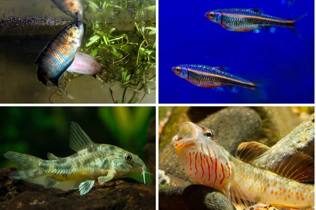 Four of the best tropical fish for cold water tanks.