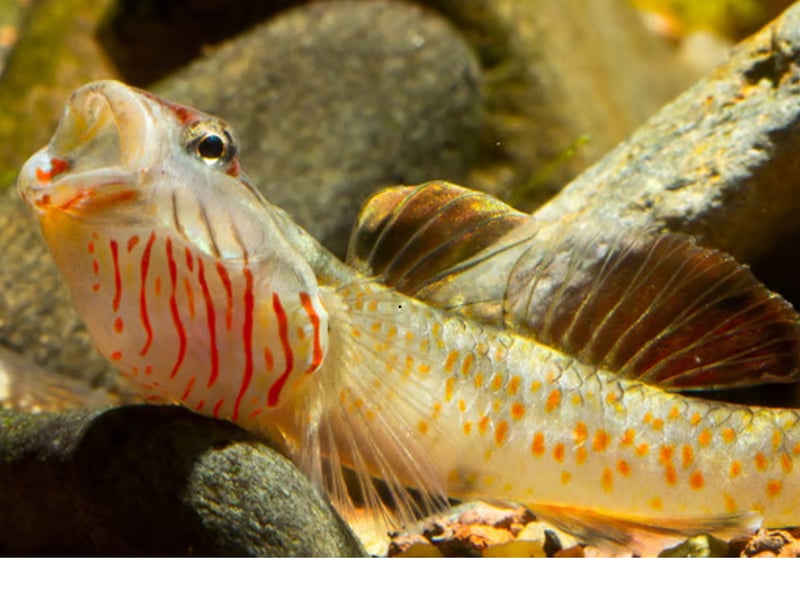 Also known as the White Cheek Goby, these small fish are perfectly suited for cool, oxygen-rich water. Their territorial but interesting behavior makes them ideal for species tanks with hiding spots and moderate flow.