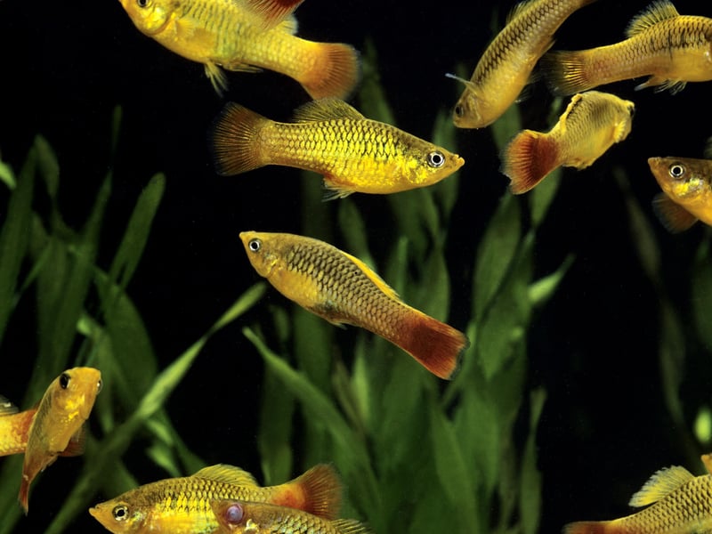 The Variatus Platy is native to Mexico. Unlike the majority of tropical livebearers, including other breeds of Platy, it tolerates cooler water well and offers bright colors, peaceful temperament, and easy breeding.