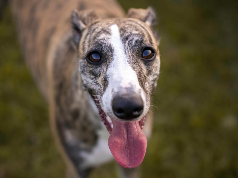 You might be forgiven for thinking the Greyhound would be too busy racing around the place to bother with sniggles - but you couldn't be more wrong. Sure, they need a good bit of exercise once a day, but otherwise they are lazy and cuddly couch potatoes with a gentle and affectionate nature that make them amazing therapy dogs.