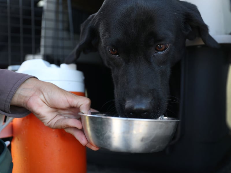 The Labrador Retriever is the UK's - and the world's - most popular dog. One of the many reasons for this is that they are tremendously affectionate towards their owner (and, often, complete strangers). Even if they are not in full-on cuddle mode they'll want to be touching you, even if it's just their paw on your leg.