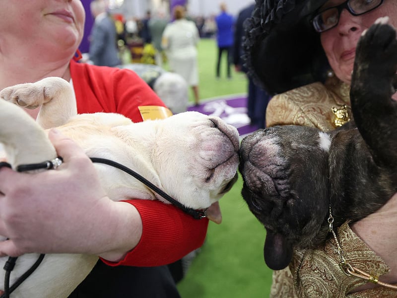 French Bulldogs aren't fussy about where they snuggle up for their frequent naps - your bed, their bed, the couch, a pile of disguarded clothes. Their absolute favourite is on top of their owner - and they won't care if you are trying to work from home.