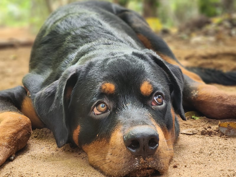 The Rottweiler is a dog that has occasionally (and largly unfairly) been characterised as an aggressive breed. There's no doubt that if their owner is threatened then they will act accordingly, but this comes from a place of deep affection. When there's no threat they're as cuddly as any dog and will gaze at you adoringly for hours. 