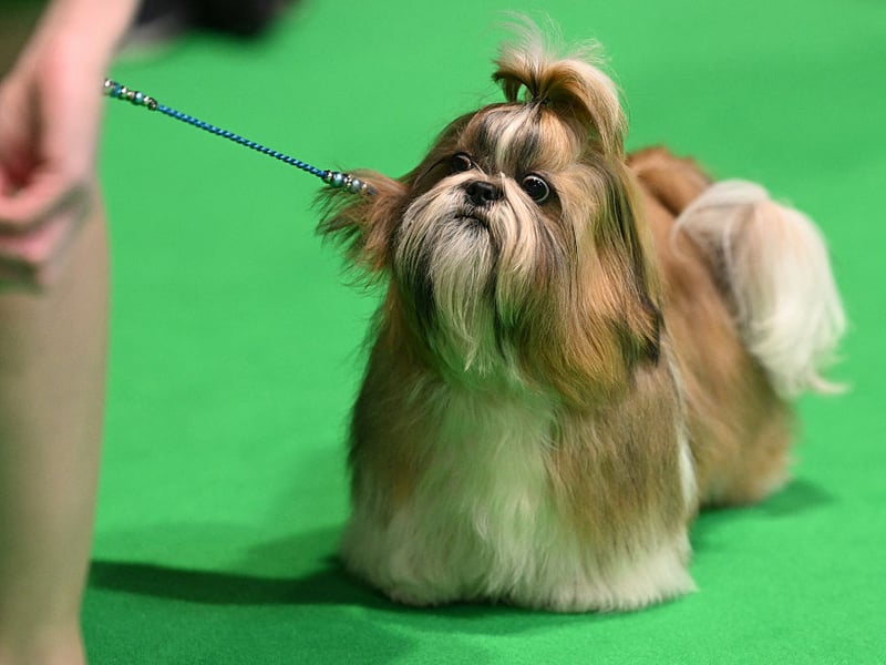 The first, but certainly not the last, lap dog on this list - these breeds have affection hard-wired into their DNA. The Shih Tzu was bred to keep the laps - and hands - of Chinese royalty warm. Little has changed, other than they are now equally happy to curl up with commoners.